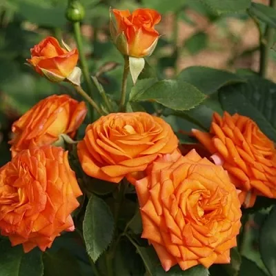 Саженцы роз БЕЙБ спрей  Саженцы роз БЕЙБ спрей в Перми