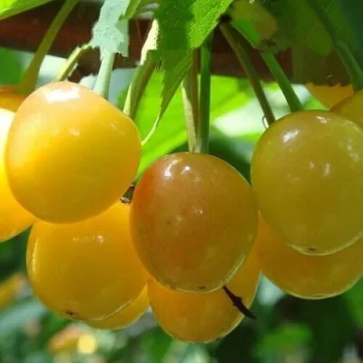 Черешня ЯНТАРНАЯ  Черешня ЯНТАРНАЯ в Перми