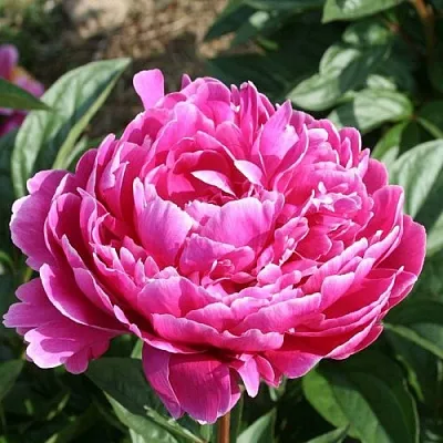 Пион СЕБАСТЬЯН МААС травянистый  Пион СЕБАСТЬЯН МААС травянистый в Перми