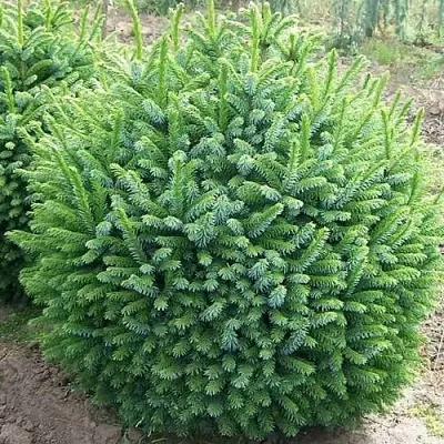 Ель НАНА сербская  Ель НАНА сербская в Перми