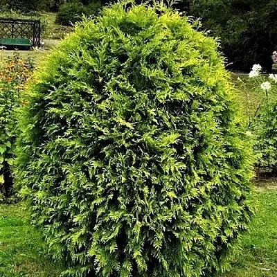 Туя ТИП ТОП западная в Перми