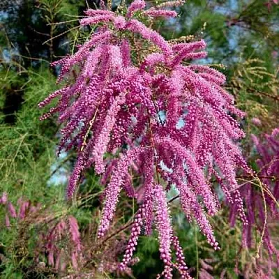 Тамарикс ПИНК КАСКАД  Тамарикс ПИНК КАСКАД в Перми