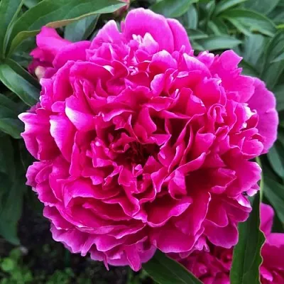 Пион КАРЛ РОЗЕНФЕЛЬД травянистый  Пион КАРЛ РОЗЕНФЕЛЬД травянистый в Перми