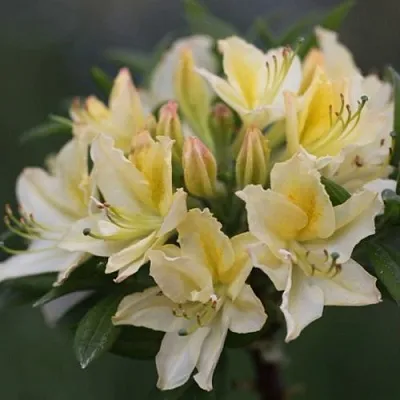 Азалия ДАВИЗИ листопадная  Азалия ДАВИЗИ листопадная в Перми