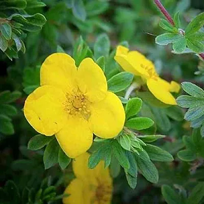 Лапчатка ГОЛДСТАР кустарниковая  Лапчатка ГОЛДСТАР кустарниковая в Перми