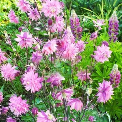 Аквилегия БАРЛОУ ПИНК гибрид МакКаны — описание сорта Аквилегия БАРЛОУ ПИНК гибрид МакКаны в Перми