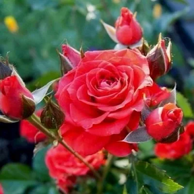 Саженцы роз МИДЖЕТ спрей  Саженцы роз МИДЖЕТ спрей в Перми