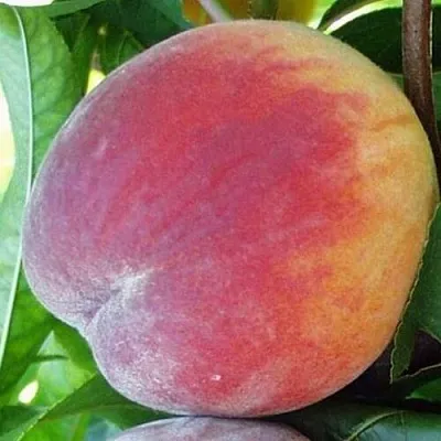 Персик ТОП СВИТ  Персик ТОП СВИТ в Перми