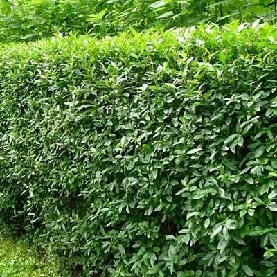 Бирючина обыкновенная  Бирючина обыкновенная в Перми