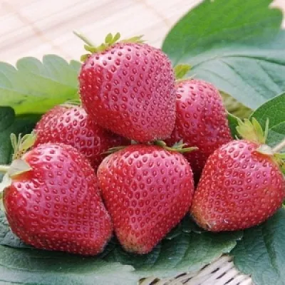 Клубника ВИМА КСИМА  Клубника ВИМА КСИМА в Перми