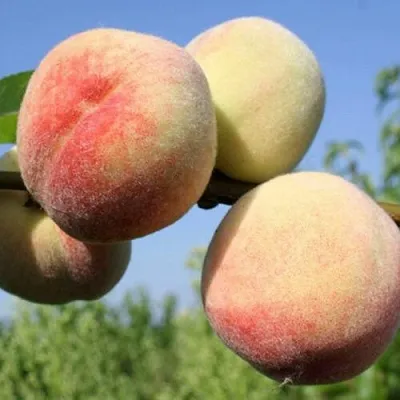 Персик ДОНЕЦКИЙ БЕЛЫЙ  Персик ДОНЕЦКИЙ БЕЛЫЙ в Перми