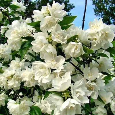 Жасмин ДЕНИСКИНЫ РАССКАЗЫ  Жасмин ДЕНИСКИНЫ РАССКАЗЫ в Перми