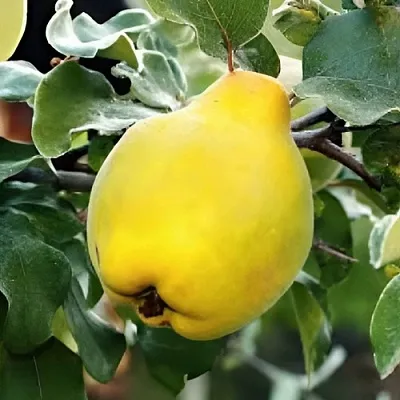 Айва МИР в Перми