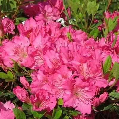 Азалия КИРСТИН японская  Азалия КИРСТИН японская в Перми