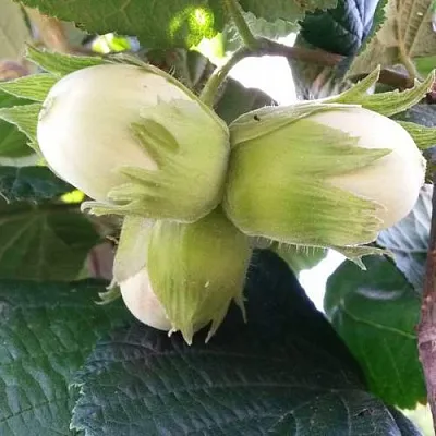 Фундук ЮННАТ в Перми