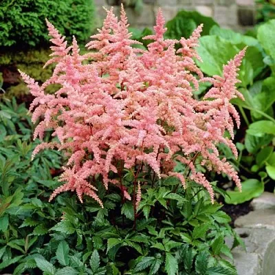 Астильба БРЕССИНГЕМ БЬЮТИ Арендса в Перми