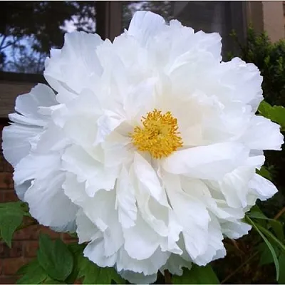 Пион БЕЛЫЙ НЕФРИТ древовидный  Пион БЕЛЫЙ НЕФРИТ древовидный в Перми