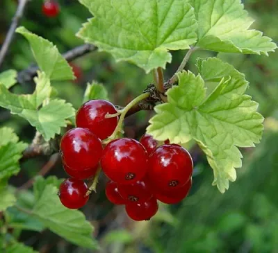 Смородина альпийская ШМИДТ  Смородина альпийская ШМИДТ в Перми