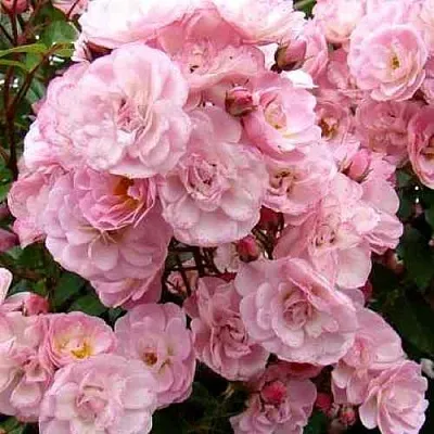 Саженцы роз ХЕВЕНЛИ ПИНК мускусная в Перми