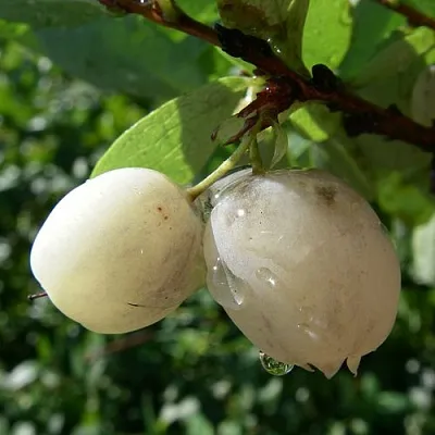 Голубика СНЕГУРОЧКА в Перми