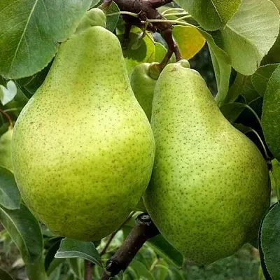 Груша НОЯБРЬСКАЯ ЗИМНЯЯ в Перми