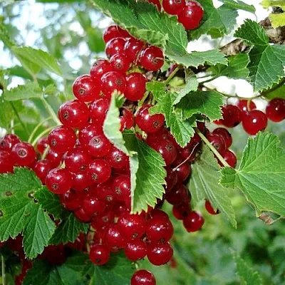 Смородина красная ГОЛЛАНДСКАЯ КРАСНАЯ  Смородина красная ГОЛЛАНДСКАЯ КРАСНАЯ в Перми