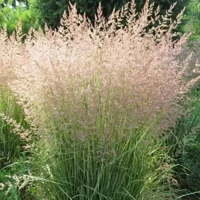 Вейник ОВЕРДАМ остроцветковый в Перми