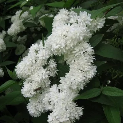 Дейция КАНДИДИССИМА шершавая  Дейция КАНДИДИССИМА шершавая в Перми