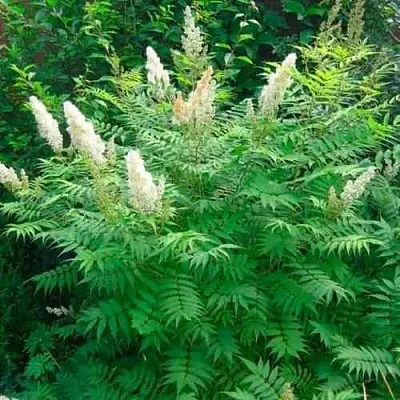 Рябинник рябинолистный СЭМ  Рябинник рябинолистный СЭМ в Перми