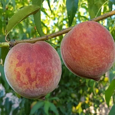 Персик КОНДОР  Персик КОНДОР в Перми