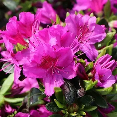 Азалия КЕНИГШТАЙН японская  Азалия КЕНИГШТАЙН японская в Перми