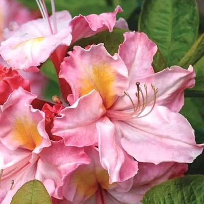 Азалия СЕССИЛЬ листопадная  Азалия СЕССИЛЬ листопадная в Перми