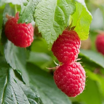 Малина МАРАВИЛЛА  Малина МАРАВИЛЛА в Перми