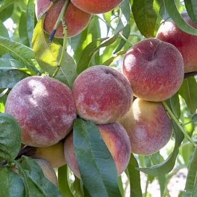 Персик ЗАРМЕНЮ  Персик ЗАРМЕНЮ в Перми