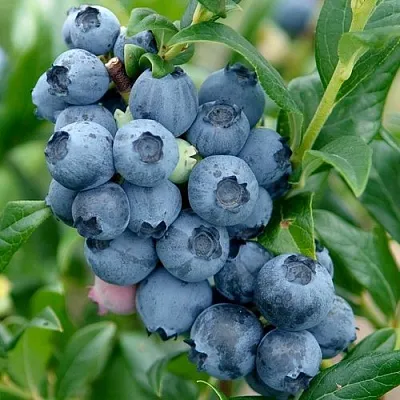 Голубика ХАРДИБЛЮ в Перми