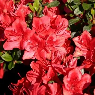 Азалия ФРИДОЛАЙН японская  Азалия ФРИДОЛАЙН японская в Перми