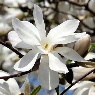 Магнолия ЛЕБНЕРА МЕРРИЛЛ  Магнолия ЛЕБНЕРА МЕРРИЛЛ в Перми