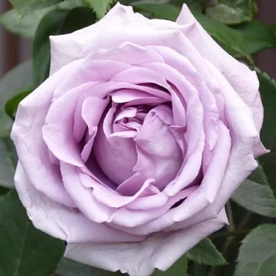 Саженцы роз ИНДИГОЛЕТТА плетистая  Саженцы роз ИНДИГОЛЕТТА плетистая в Перми