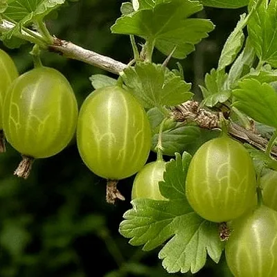 Крыжовник УРАЛЬСКИЙ БЕСШИПНЫЙ  Крыжовник УРАЛЬСКИЙ БЕСШИПНЫЙ в Перми