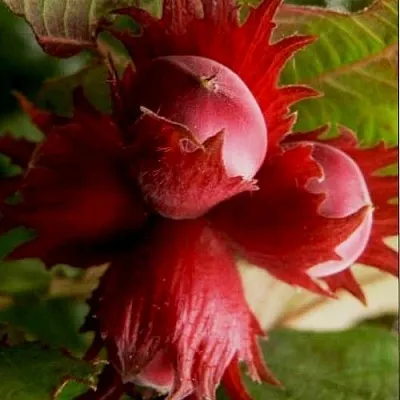 Фундук БАГРЯНЕЦ  Фундук БАГРЯНЕЦ в Перми