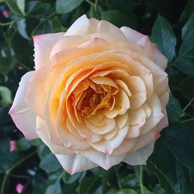 Саженцы роз АБЕЙ ДЕ СЕНТ-АМАН шраб  Саженцы роз АБЕЙ ДЕ СЕНТ-АМАН шраб в Перми