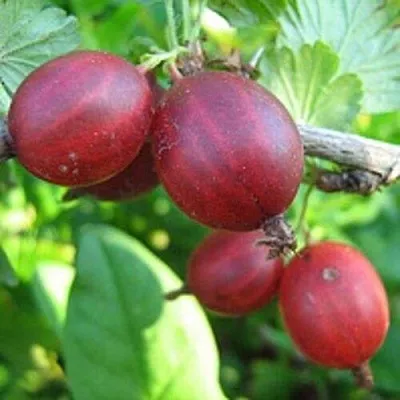 Крыжовник ЩЕДРЫЙ  Крыжовник ЩЕДРЫЙ в Перми