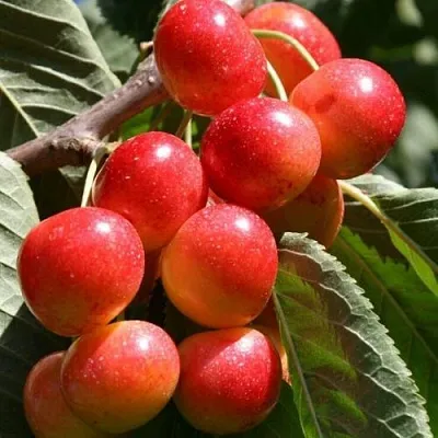 Черешня ГАСТИНЕЦ  Черешня ГАСТИНЕЦ в Перми