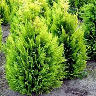 Кипарисовик ИВОНЕ лавсана  Кипарисовик ИВОНЕ лавсана в Перми