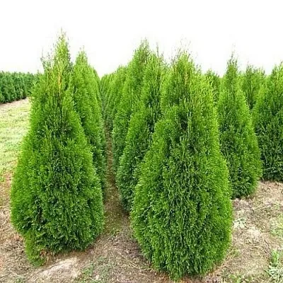 Туя СМАРАГД западная  Туя СМАРАГД западная в Перми