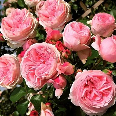 Саженцы роз ДЖАРДИНА плетистая  Саженцы роз ДЖАРДИНА плетистая в Перми