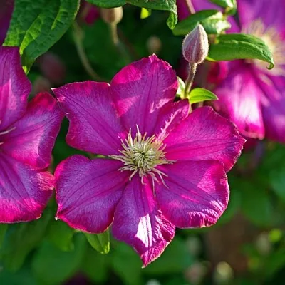 Клематис КАРМЕНСИТА в Перми