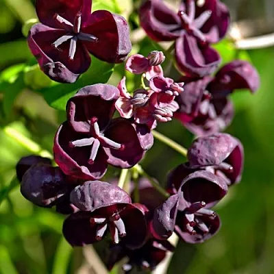 Акебия ПЯТЁРНАЯ   Акебия ПЯТЁРНАЯ  в Перми