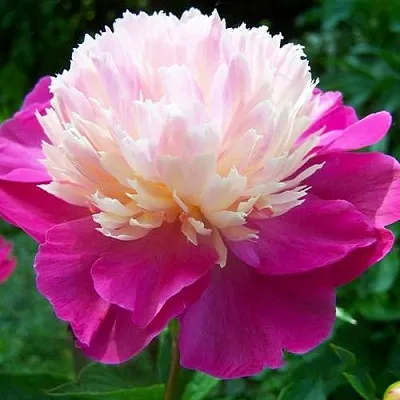 Пион ГЕЙ ПАРИ травянистый  Пион ГЕЙ ПАРИ травянистый в Перми