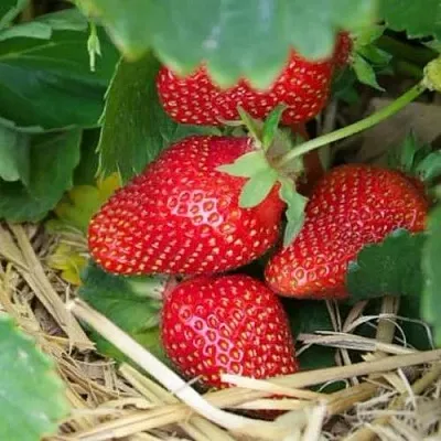 Клубника МОНТЕРЕЙ ремонтантная  Клубника МОНТЕРЕЙ ремонтантная в Перми